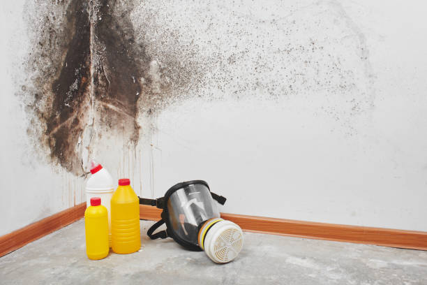 Best DIY Mold Remediation Support Services in Hutchison, VA