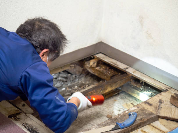 Best Insurance-Related Mold Remediation in Hutchison, VA