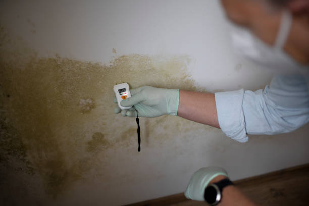 Professional Mold Remediation in Hutchison, VA