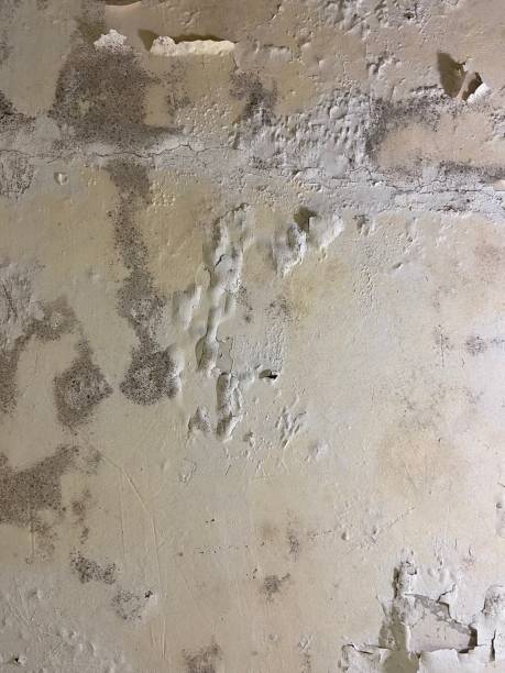 Best Attic Mold Remediation in Hutchison, VA