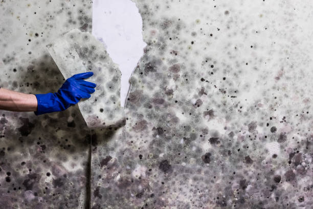 Best Commercial Mold Remediation in Hutchison, VA